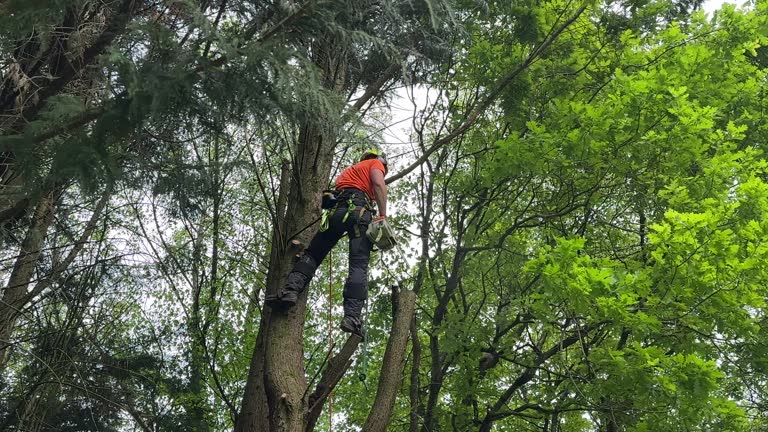 Best Seasonal Cleanup (Spring/Fall)  in Metamora, IL