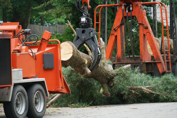 Best Lawn Seeding  in Metamora, IL